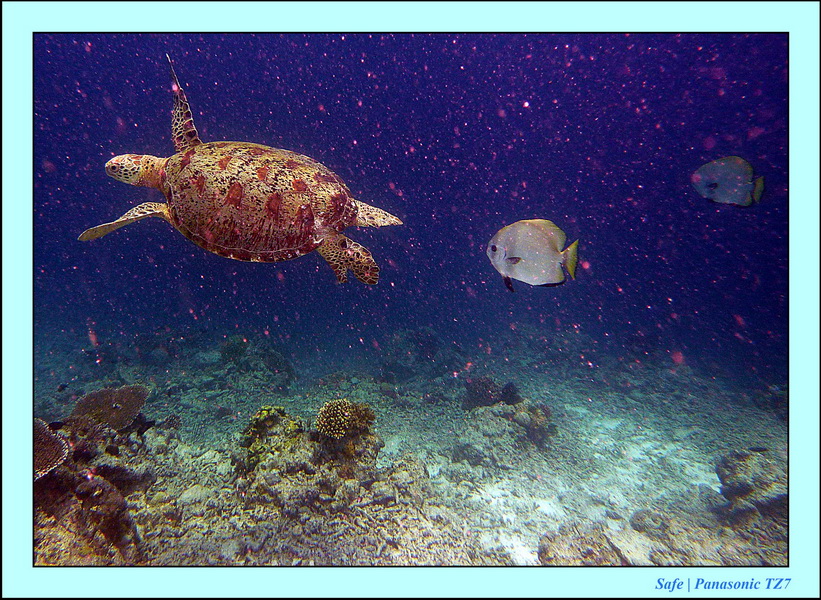 2011 - 08 - Borneo - Mataking 10